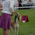 Bring your dog along to Carnival